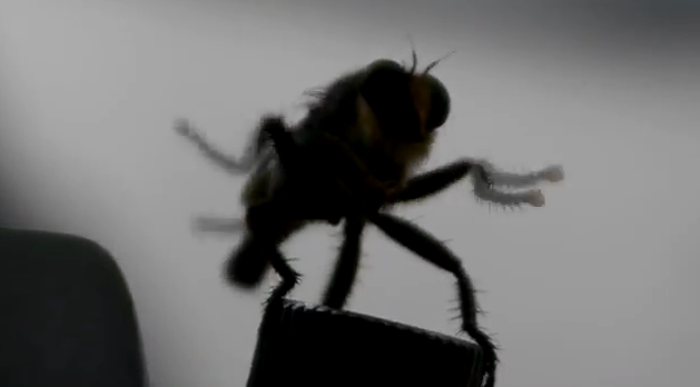 FlyDanceMoves (the Original) - YouTube Alex Clare Tastefully Offensive (Too Close)